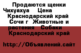 Продаются щенки Чихуахуа  › Цена ­ 10 000 - Краснодарский край, Сочи г. Животные и растения » Собаки   . Краснодарский край